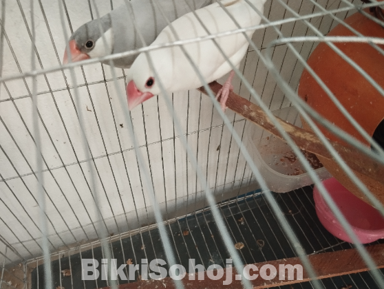 এক জোড়া জাভা পাখি বিক্রয়